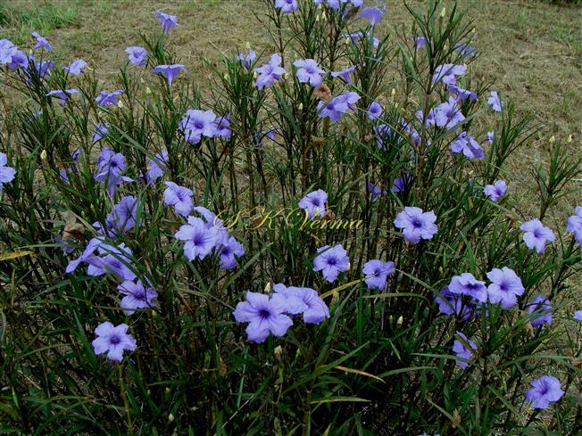  Plant